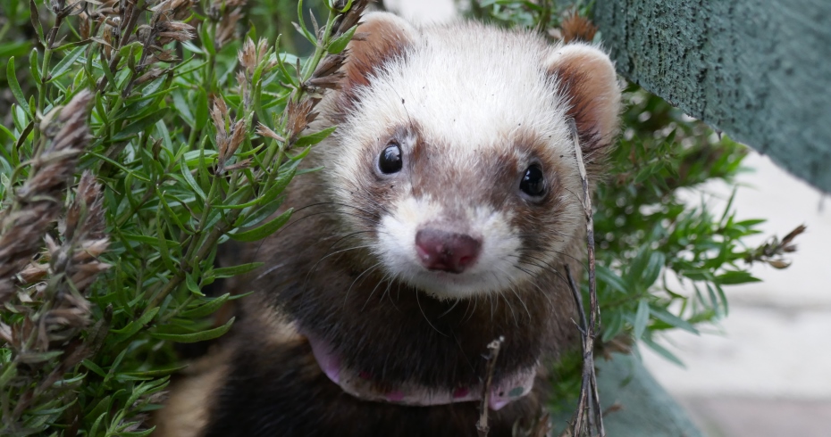 1362 Ferret Polecat Stock Photos HighRes Pictures and Images  Getty  Images